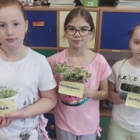 Ogródki warzywno - ziołowe w klasach 1-3 (13)