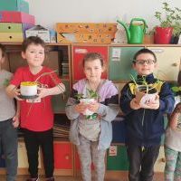 Ogródki warzywno - ziołowe w klasach 1-3 (8)