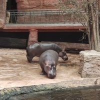 Wycieczka klas trzecich do wrocławskiego ZOO (4)